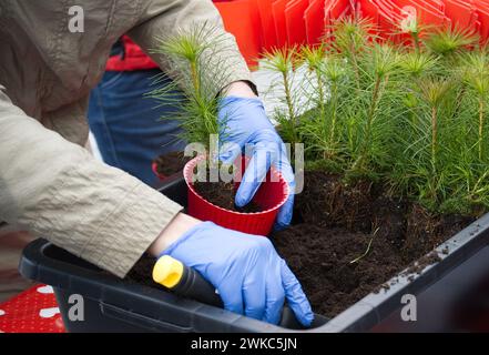 Trasferimento di piante di pino containerizzate in pentola biodegradabile. Earth Day salvare il concetto di ambiente Foto Stock