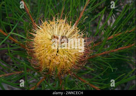 Le Banksia sono comuni in Victoria, ma questa Banksia (Banksia spinulosa) è molto più rara. Questa fiorì all'Healesville Sanctuary. Foto Stock