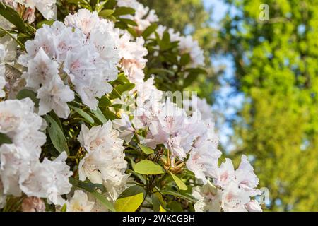 Weiße Blüten am Rhododendron, Schlosspark Thürmsdorf, Struppen, Sächsische Schweiz, Sachsen, Deutschland *** fiori bianchi su un rododendro, Thürmsd Foto Stock