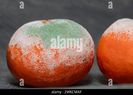Mandarino maturo, pieno di muffe, colorate e varie sulla pelle del frutto. Foto Stock