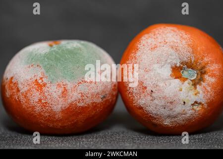 Mandarino maturo, pieno di muffe, colorate e varie sulla pelle del frutto. Foto Stock