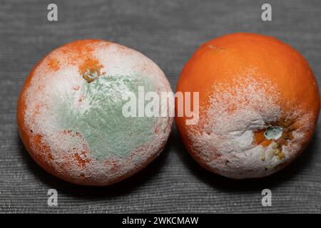 Mandarino maturo, pieno di muffe, colorate e varie sulla pelle del frutto. Foto Stock