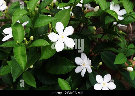 Fiore di Gardenia in fiore bianco Gardenia Fiore in fiore sfondo naturale Foto Stock