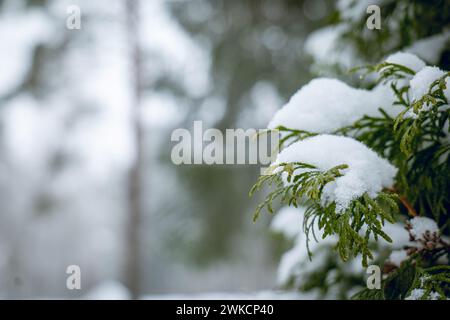 primo piano di un ramo di albero sempreverde coperto di neve e gelo Foto Stock