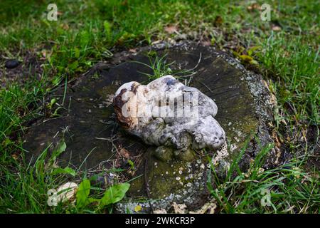 vecchio ceppo marcio ricoperto di muschio e lichene. Foto Stock