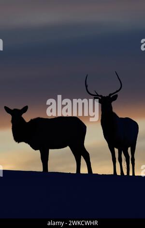 Alci / alci ( Cervus canadensis ), cervi, coppia in inverno, cervo e femmina, in piedi su una piccola collina, knoll, sagomato contro il bel cielo serale, indietro Foto Stock