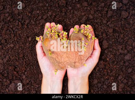 Patate germoglianti a forma di cuore tenute in mano su uno sfondo di terreno appena lavorato. Inizio della stagione del giardinaggio e la promessa di una nuova crescita Foto Stock