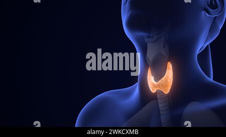 Animazione anatomia tiroide umana Foto Stock