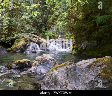 Vista dei massi lungo il bordo del fiume e della cascata che scorre attraverso la lussureggiante macchia e sopra i massi muschiati Foto Stock