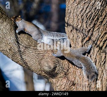 I due scoiattoli in piedi e seduti su un ramo d'albero. Foto Stock