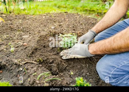 L'uomo gesta la piantagione di una pianta nel suolo sulla copertura del suolo Foto Stock