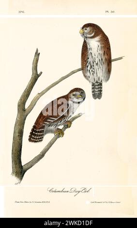 Vecchia illustrazione incisa del gufo colombiano (Athene cunicularia). Creato da J.J. Audubon: Birds of America, Philadelphia, 1840 Foto Stock