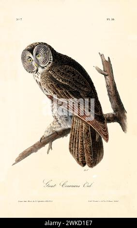 Vecchia illustrazione incisa del grande gufo comune (Stryx nebulosa). Creato da J.J. Audubon: Birds of America, Philadelphia, 1840 Foto Stock