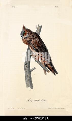 Vecchia illustrazione incisa del gufo dalle orecchie lunghe (Asio otus). Creato da J.J. Audubon: Birds of America, Philadelphia, 1840 Foto Stock