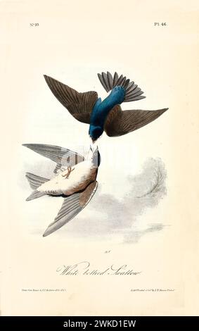 Rondine con pancia bianca (Hirundo rustica; nota anche come rondine di fienile). Creato da J.J. Audubon: Birds of America, Philadelphia, 1840 Foto Stock