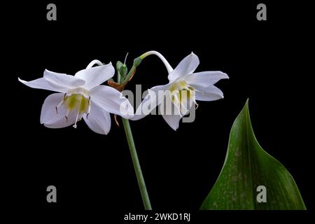 Vista ravvicinata dei freschi fiori bianchi di urceolina amazonica, ex eucharis amazonica, nota anche come giglio amazzonico isolato su sfondo nero Foto Stock