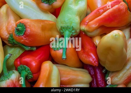 Vista ravvicinata di peperoni freschi colorati sulla banchina del mercato, Khujand, Tagikistan Foto Stock