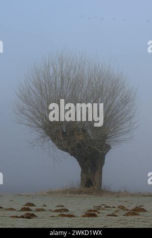 Alte knorigge Kopfweide in den Rheinwiesen bei Xanten an einem nebligen kalten Morgen, leichter Raureif, überfliegende Wildgänse, typisches Bild vom Niederrhein, Nodrhein-Westfalen, Deutschland. *** Vecchio Pollard Willow con oche volanti sopra in una mattinata nebbiosa con hoarfrost, regione del basso Reno, Germania. Nordrhein-Westfalen Deutschland, Westeuropa Foto Stock