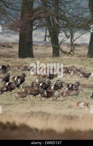 Europäisches Muffelwild Ovis orientalis musimon, Mufflon, Mufflons, Wildschafe, große Herde, rennen, flüchten über offenes Land, Weite Graslandschaft, typischer Lebensraum, Veluwe, Niederlande, Europa. *** Mouflons europei / Europäisches Muffelwild Ovis orientalis musimon, timido, gregge pieno, gregge enorme, corsa, in fuga, attraverso la terra aperta, l'habitat tipico, l'Europa. Veluwe Niederlande, Westeuropa Foto Stock