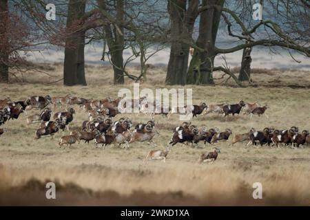 Europäisches Muffelwild Ovis orientalis musimon, Mufflon, Mufflons, Wildschafe, große Herde, rennen, flüchten über offenes Land, Weite Graslandschaft, typischer Lebensraum, Veluwe, Niederlande, Europa. *** Mouflons europei / Europäisches Muffelwild Ovis orientalis musimon, timido, gregge pieno, gregge enorme, corsa, in fuga, attraverso la terra aperta, l'habitat tipico, l'Europa. Veluwe Niederlande, Westeuropa Foto Stock