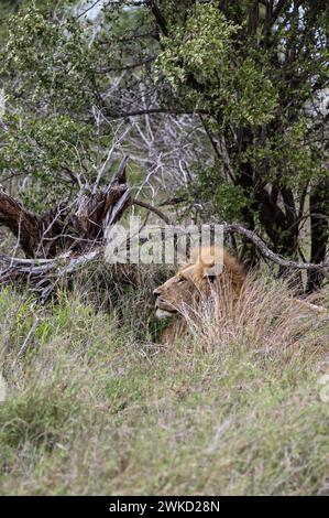 Il leone africano in un habitat naturale, nella natura selvaggia, si trova in erba verde cespugli. Safari nella savana del Sudafrica. Carta da parati animali selvatici. Kruger Foto Stock