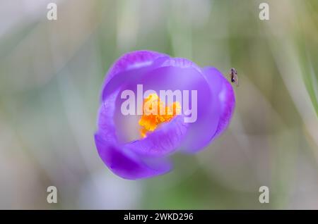 Primo piano di un bellissimo crocus tommasinianus viola che guarda nel fiore aperto con un insetto sul lato Foto Stock