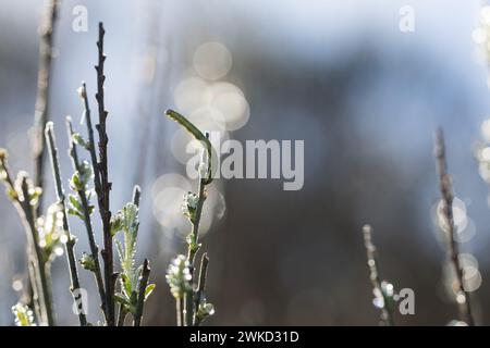 Primo piano di bruco coperto di rugiada in una vegetazione lussureggiante Foto Stock