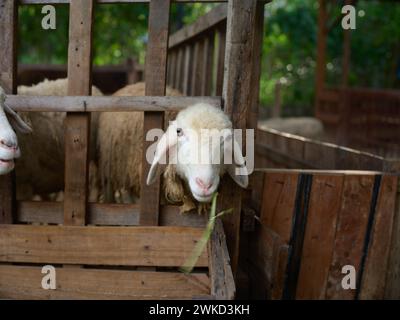 Due pecore sono in piedi in una penna con l'erba davanti al recinto Foto Stock