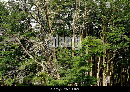 Lenga, haya austral o faggio di Lenga (Nothofagus pumilio) è un albero deciduo originario delle Ande meridionali del Cile e dell'Argentina. Questa foto è stata scattata a P. Foto Stock