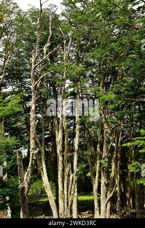 Lenga, haya austral o faggio di Lenga (Nothofagus pumilio) è un albero deciduo originario delle Ande meridionali del Cile e dell'Argentina. Questa foto è stata scattata a P. Foto Stock