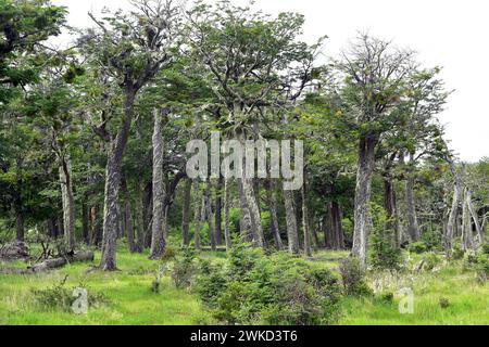 Lenga, haya austral o faggio di Lenga (Nothofagus pumilio) è un albero deciduo originario delle Ande meridionali del Cile e dell'Argentina. Questa foto è stata scattata a P. Foto Stock