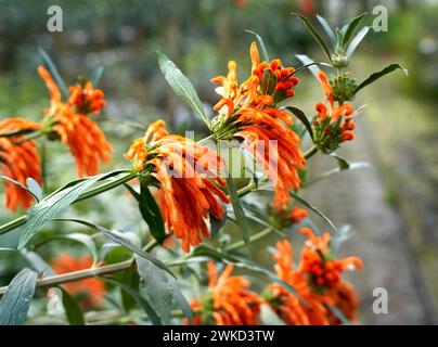 Leonotis leonurus Leeuwenstaart orecchio di leone per asta di fiori Plantion a Ede Holland, vvbvanbree fotografie Foto Stock