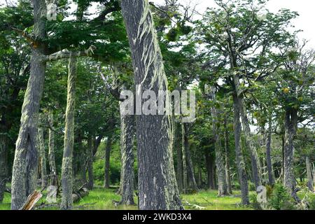 Lenga, haya austral o faggio di Lenga (Nothofagus pumilio) è un albero deciduo originario delle Ande meridionali del Cile e dell'Argentina. Questa foto è stata scattata a P. Foto Stock