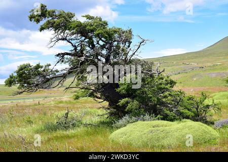 Lenga, haya austral o faggio di Lenga (Nothofagus pumilio) è un albero deciduo originario delle Ande meridionali del Cile e dell'Argentina. Questa foto è stata scattata in T. Foto Stock