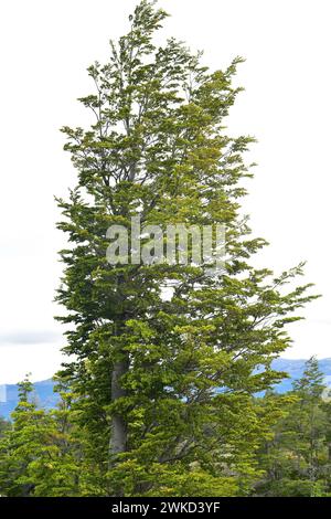 Lenga, haya austral o faggio di Lenga (Nothofagus pumilio) è un albero deciduo originario delle Ande meridionali del Cile e dell'Argentina. Questa foto è stata scattata in T. Foto Stock