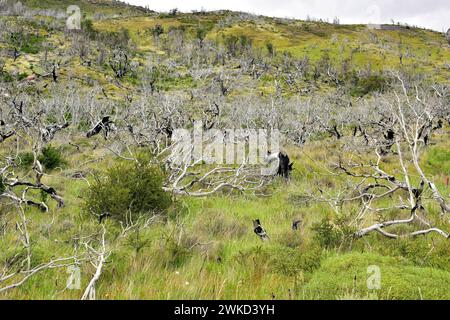 Lenga, haya austral o faggio di Lenga (Nothofagus pumilio) è un albero deciduo originario delle Ande meridionali del Cile e dell'Argentina. Foresta bruciata. Questa foto Foto Stock