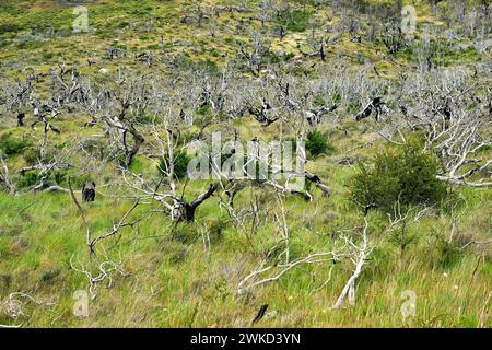 Lenga, haya austral o faggio di Lenga (Nothofagus pumilio) è un albero deciduo originario delle Ande meridionali del Cile e dell'Argentina. Foresta bruciata. Questa foto Foto Stock