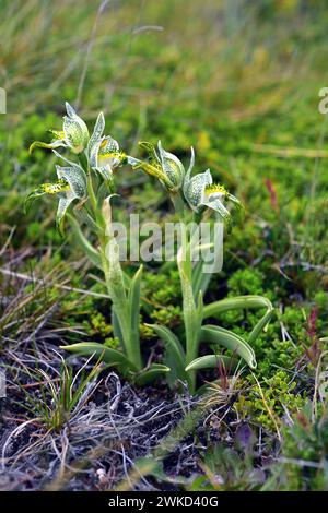 L'orchidea di porcellana (Chloraea magellanica o Asarca magellanica) è un'erba perenne originaria delle Ande meridionali dall'Argentina e dal Cile. Questa foto era da te Foto Stock