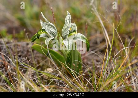 L'orchidea di porcellana (Chloraea magellanica o Asarca magellanica) è un'erba perenne originaria delle Ande meridionali dall'Argentina e dal Cile. Questa foto era da te Foto Stock