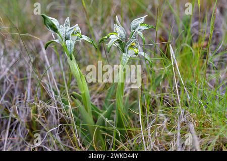 L'orchidea di porcellana (Chloraea magellanica o Asarca magellanica) è un'erba perenne originaria delle Ande meridionali dall'Argentina e dal Cile. Questa foto era da te Foto Stock