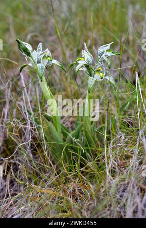 L'orchidea di porcellana (Chloraea magellanica o Asarca magellanica) è un'erba perenne originaria delle Ande meridionali dall'Argentina e dal Cile. Questa foto era da te Foto Stock