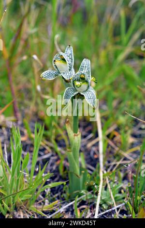 L'orchidea di porcellana (Chloraea magellanica o Asarca magellanica) è un'erba perenne originaria delle Ande meridionali dall'Argentina e dal Cile. Questa foto era da te Foto Stock