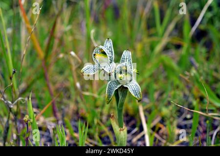 L'orchidea di porcellana (Chloraea magellanica o Asarca magellanica) è un'erba perenne originaria delle Ande meridionali dall'Argentina e dal Cile. Questa foto era da te Foto Stock