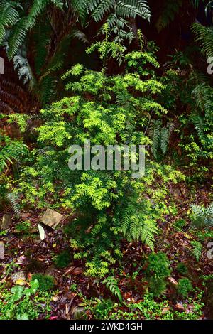 Mañio hembra, lleuque o Prince Albert yew (Saxegothaea conspicua) è un albero sempreverde originario delle regioni temperate del Cile e dell'Argentina. Questa foto Foto Stock