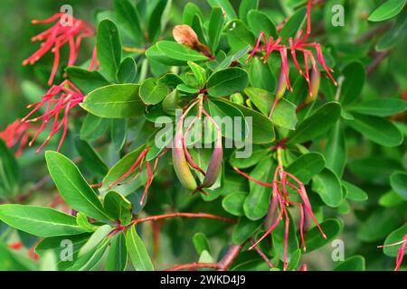 Il Notro, o Embothrium coccineum, è un piccolo albero sempreverde originario delle regioni temperate del Cile e dell'Argentina. Fiori, frutta e lea Foto Stock