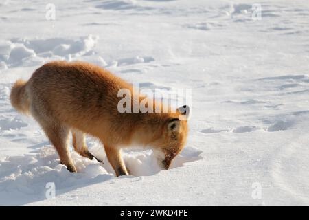 Hokkaido volpe rossa scavando nella neve invernale durante la caccia Foto Stock