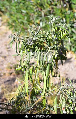 Talilla (Lycium cestroides) è un arbusto spinoso originario dell'Argentina e dell'Uruguay. Questa foto è stata scattata a Putre, Regione di Arica Parinacota, Cile. Foto Stock