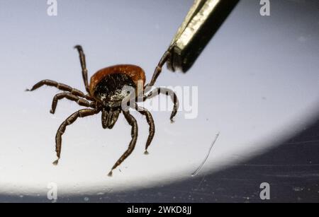 Stoccarda, Germania. 20 febbraio 2024. Una zecca comune del legno (Ixodes ricinus) può essere vista sotto un microscopio in un laboratorio di parassitologia presso l'Università di Hohenheim. Gli esperti spiegano lo stato attuale della ricerca in un comunicato stampa online per il South German Tick Congress. A causa del clima persistentemente mite, le zecche sono arrivate attraverso il pozzo invernale in questo paese e sono già molto attive. Crediti: Marijan Murat/dpa/Alamy Live News Foto Stock