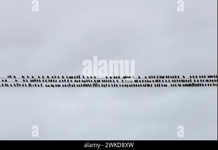 Birds on a wire: Stalli che si aggirano sulle linee elettriche, Galles, Regno Unito Foto Stock