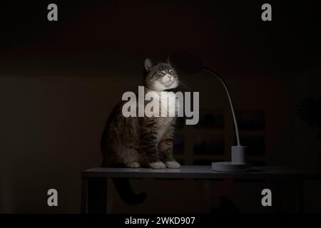 Il gatto siamese/thailandese si riscalda sotto una lampada USB su uno scaffale che divide la stanza in zone Foto Stock